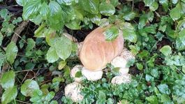 pečivo, sídlisko, Ružomberok