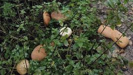 pečivo, sídlisko, Ružomberok