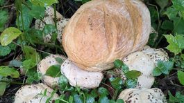 pečivo, sídlisko, Ružomberok