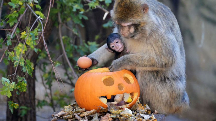 SR Košice zoo tekvice zvieratá zaujímavosti KEX