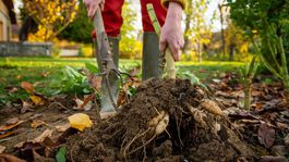 2. Hľuzy podoberte rýľom alebo rýľovacími...