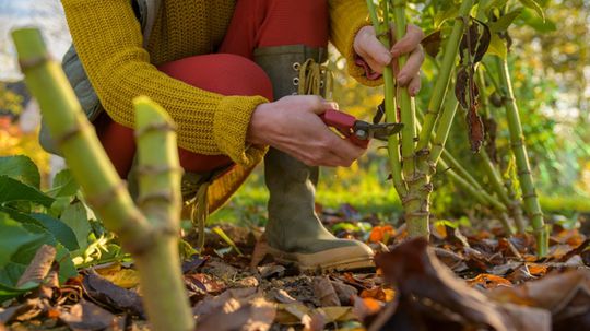 1. Ako prvé zrežte nadzemné časti rastlín asi...