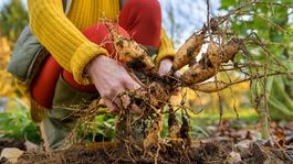 3. Opatrne odstráňte čo najviac prichytenej...