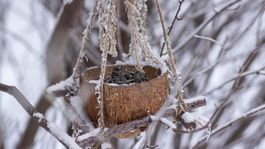kŕmidlo, vtáky, prikrmovanie, DIY