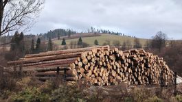 drevo, kalamita, Čierny Balog