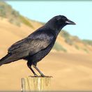 Corvus brachyrhynchos