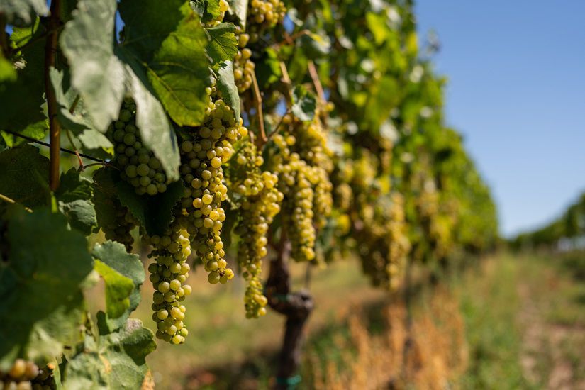 Furmint, Lipovina či Muškát žltý, týmto odrodám...