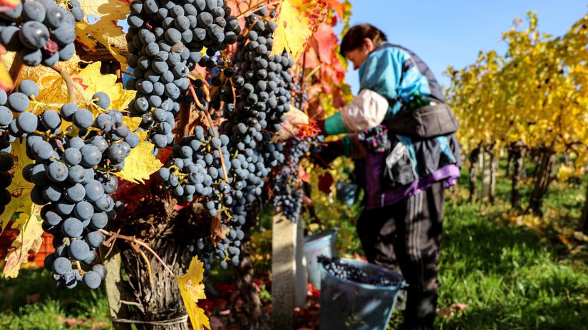 Zber hrozna Cabernet Suvignon - Somod