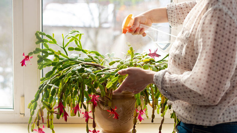 Rastlinu môžete v prostredí s príliš suchým...
