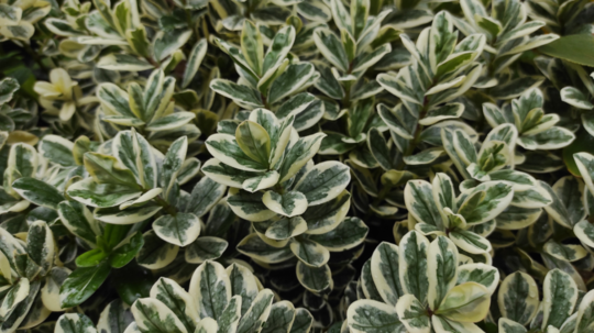 Bršlen japonský je obľúbený vždyzelený...