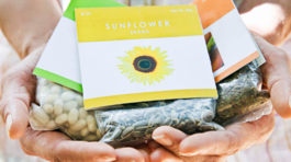 Sadenice alebo balíčky semien