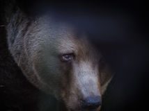 Ursus arctos / Medveď hnedý /