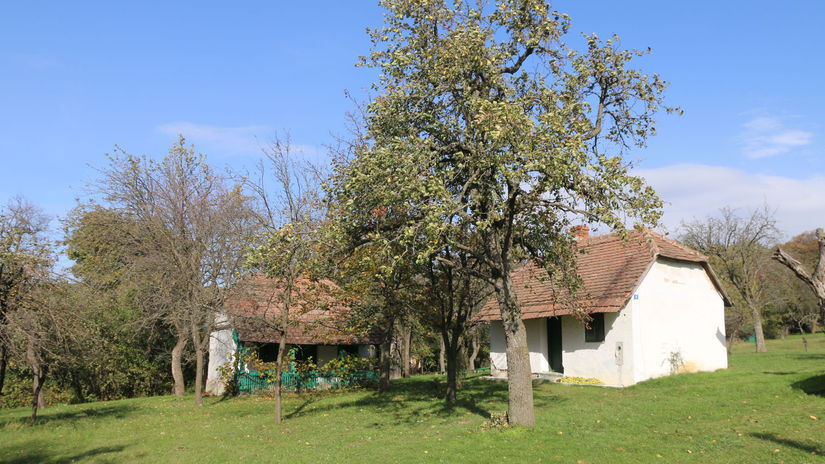 Oskoruše a staré vinohradnícke búdy sú ozdobou radošovských viníc.