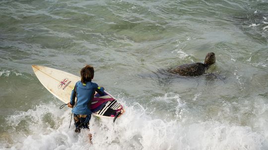 Surfer a korytnačka, pláž Ho'okipa