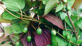 Odroda ‘Adam’ je veľmi dobrým opeľovačom...