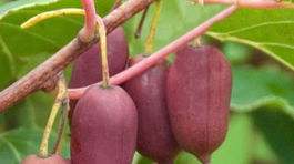 Aktinídia purpurová ‘Purpurnaja Sadowa’ sa...