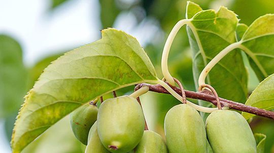Aktinídia význačná ‘Jumbo’ (syn. ‘Ambrosia’) je...