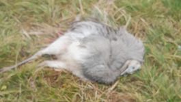 mŕtvy pštros, Žarnovica