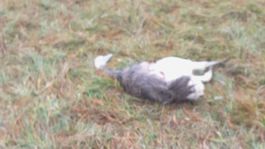 mŕtvy pštros, Žarnovica