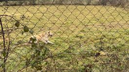 pes, pštrosy, Žarnovica