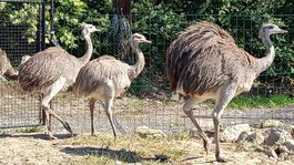 pštrosy, Žarnovica