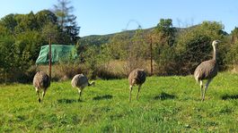 pštrosy, Žarnovica