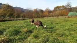 pštrosy, Žarnovica