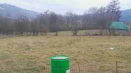 zadrhnuté pštrosy, Žarnovica