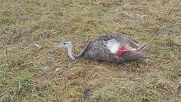 zranený pštros, Žarnovica