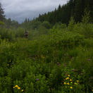 bobor, bobry, tatry, bobrovisko, ondrej kameniar, lesmir