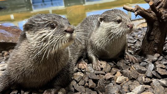 Vydry ázijské pribudli do zverinca Základnej a...
