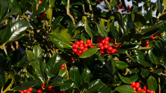 Cezmína ostrolistá ‘J.C. van Tol’