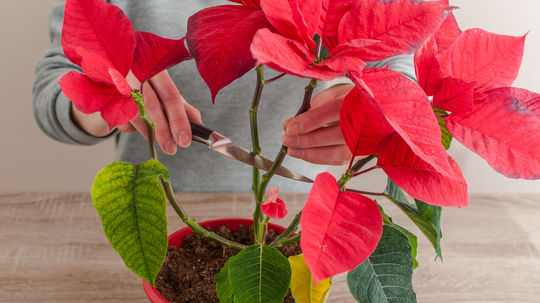 Už neatraktívnu vianočnú ružu s opadanými...