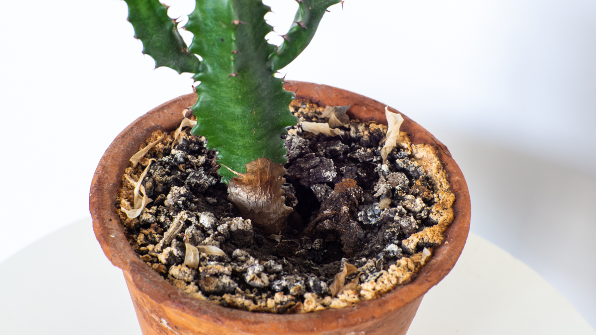 Minerálne usadeniny na povrchu substrátu.