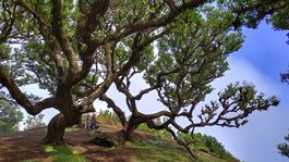 Vavrínový les Fanal na Madeire zapísaný od roku...