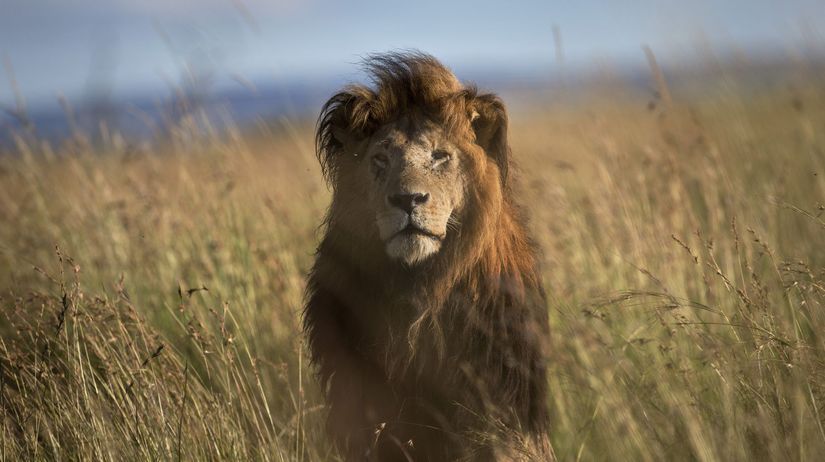 Lev / Levy / Lions /