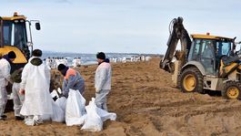 Dobrovoľníci čistia pláž od ropných škvŕn v...