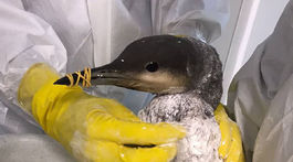 Veterinár v ruskom Krasnodarskom regióne čistí...