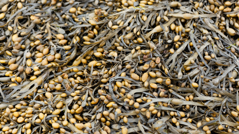 Kelp (Ascophyllum Nodosum) hnedá morská riasa