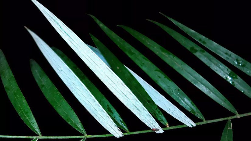 Palmu Plectocomiopsis hantu už poznali mieste...
