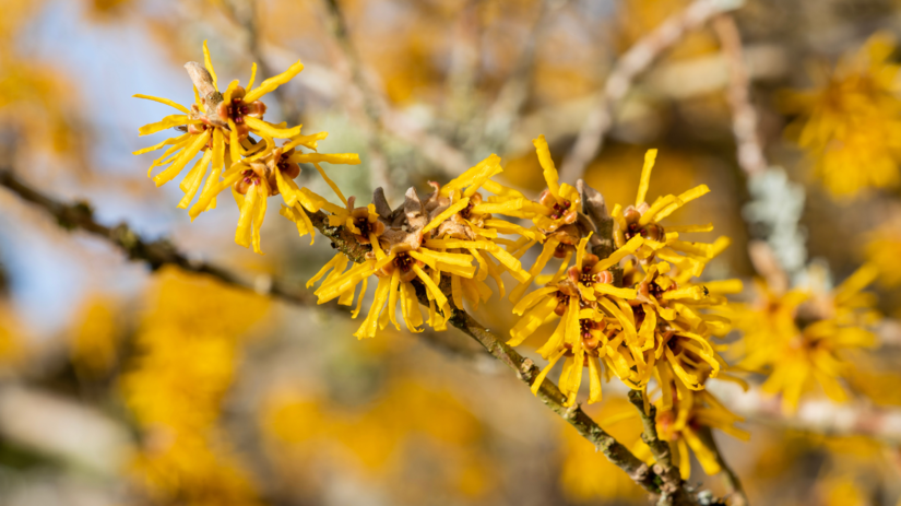 Hamamel prostredný ‘Orange Peel’