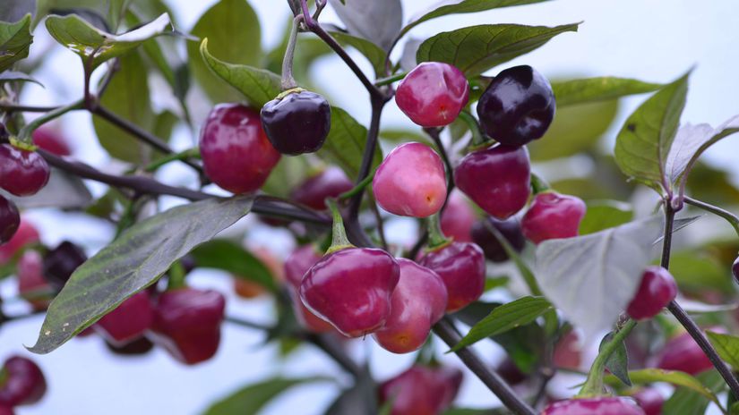 ‘Cheiro Roxa’