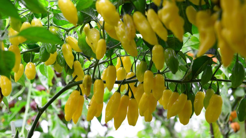 ‘Citron’