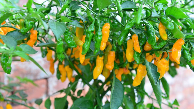 ‘Maraba Orange’