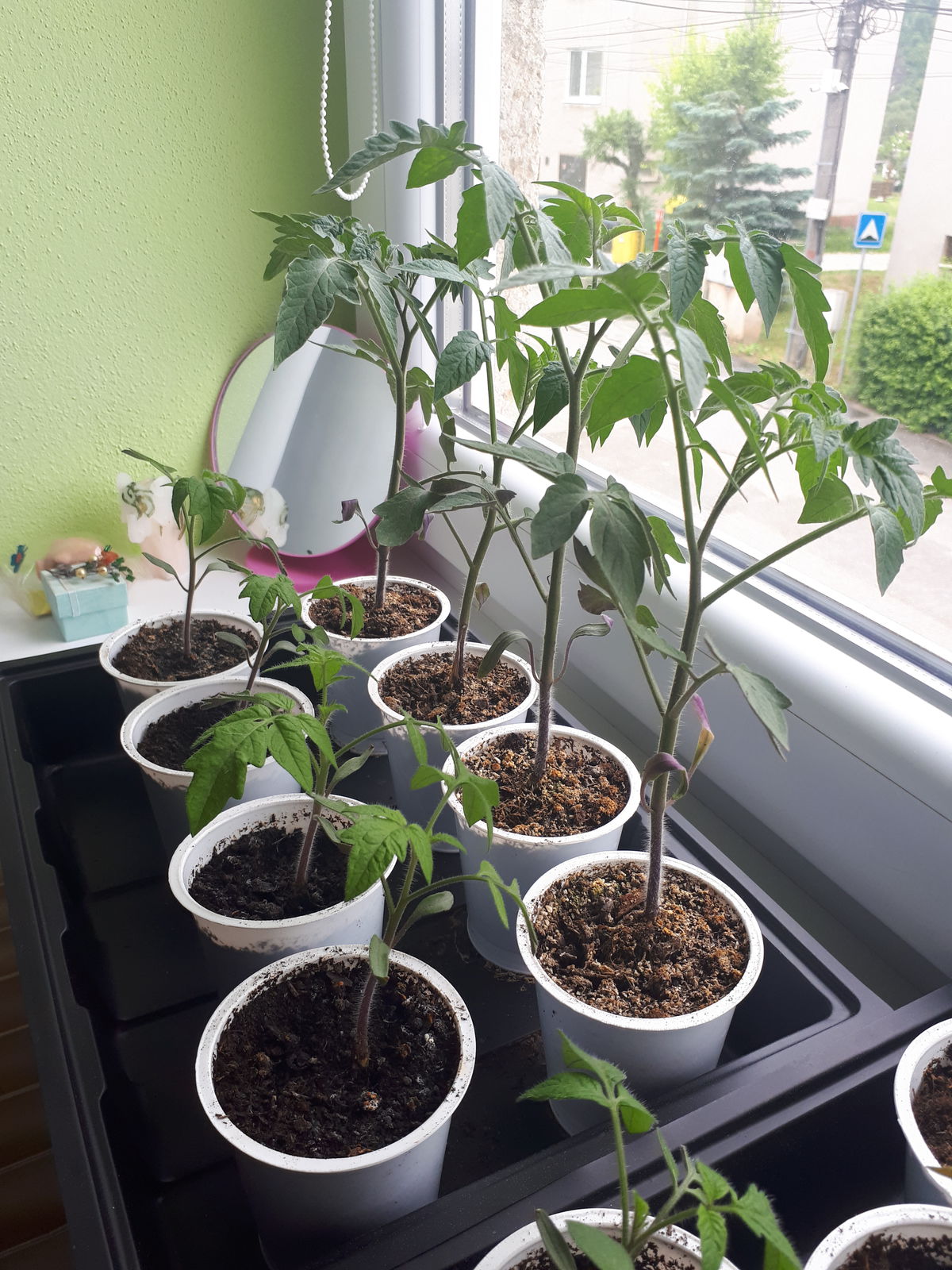 Tieto rajčiny boli vysievané v rovnakom čase....