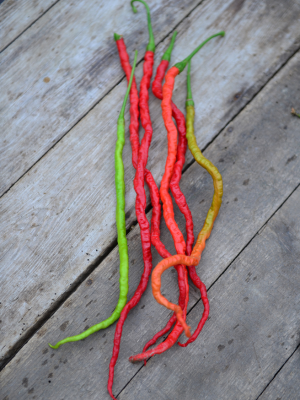 Čili paprika ‘Dolly Long Red’