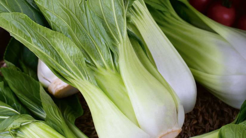 Čínska kapusta ‘Pak Choi White’