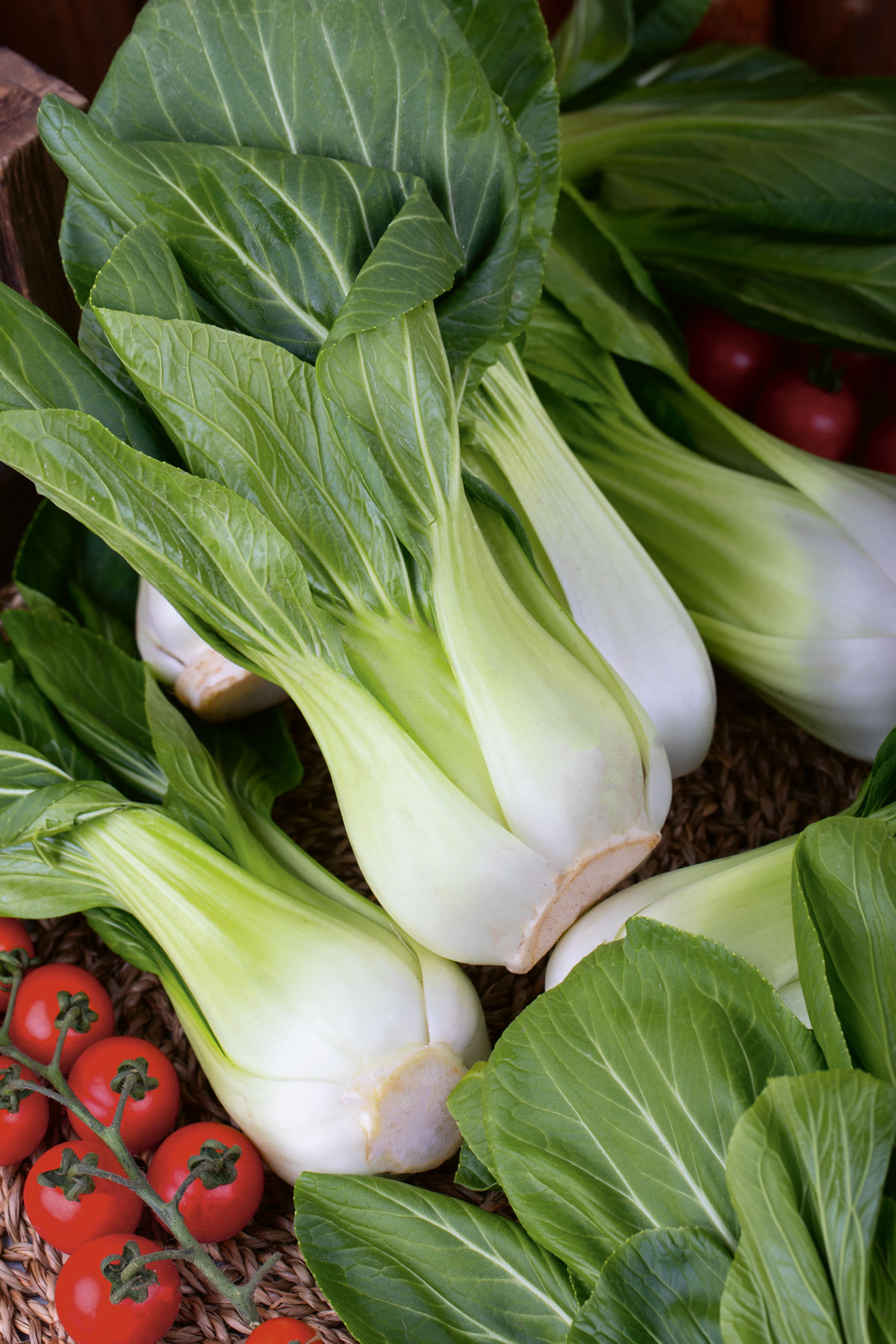 Čínska kapusta ‘Pak Choi White’