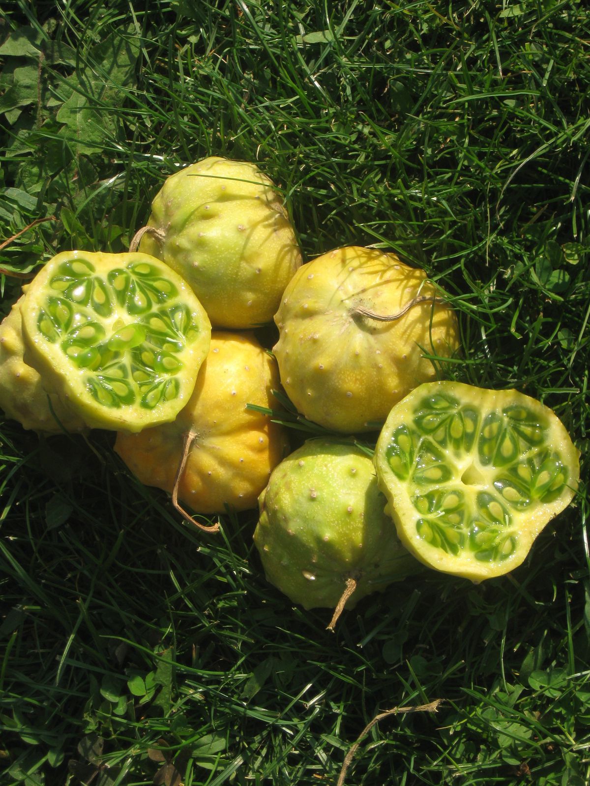 Kiwano ‘Jelly Round’
