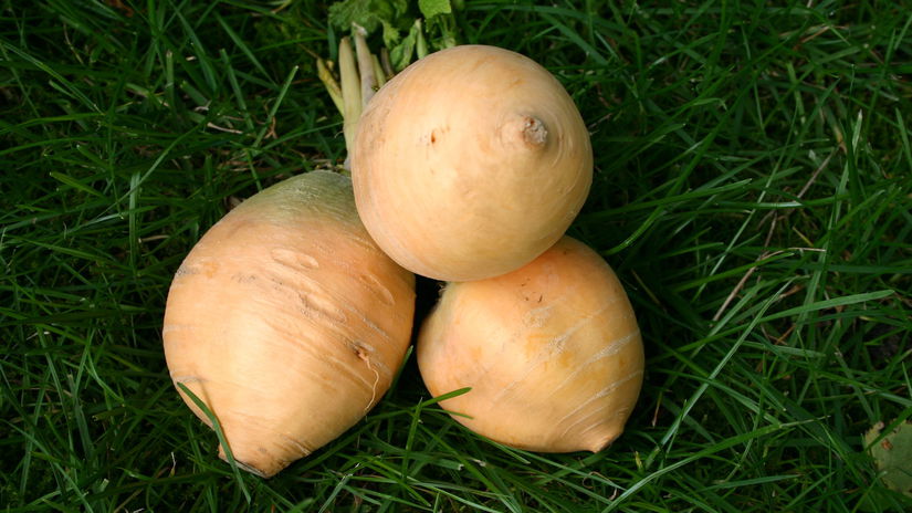 Kvaka Goldana’